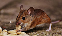 24 Hour & Emergency Exterminators in Cawood, KY